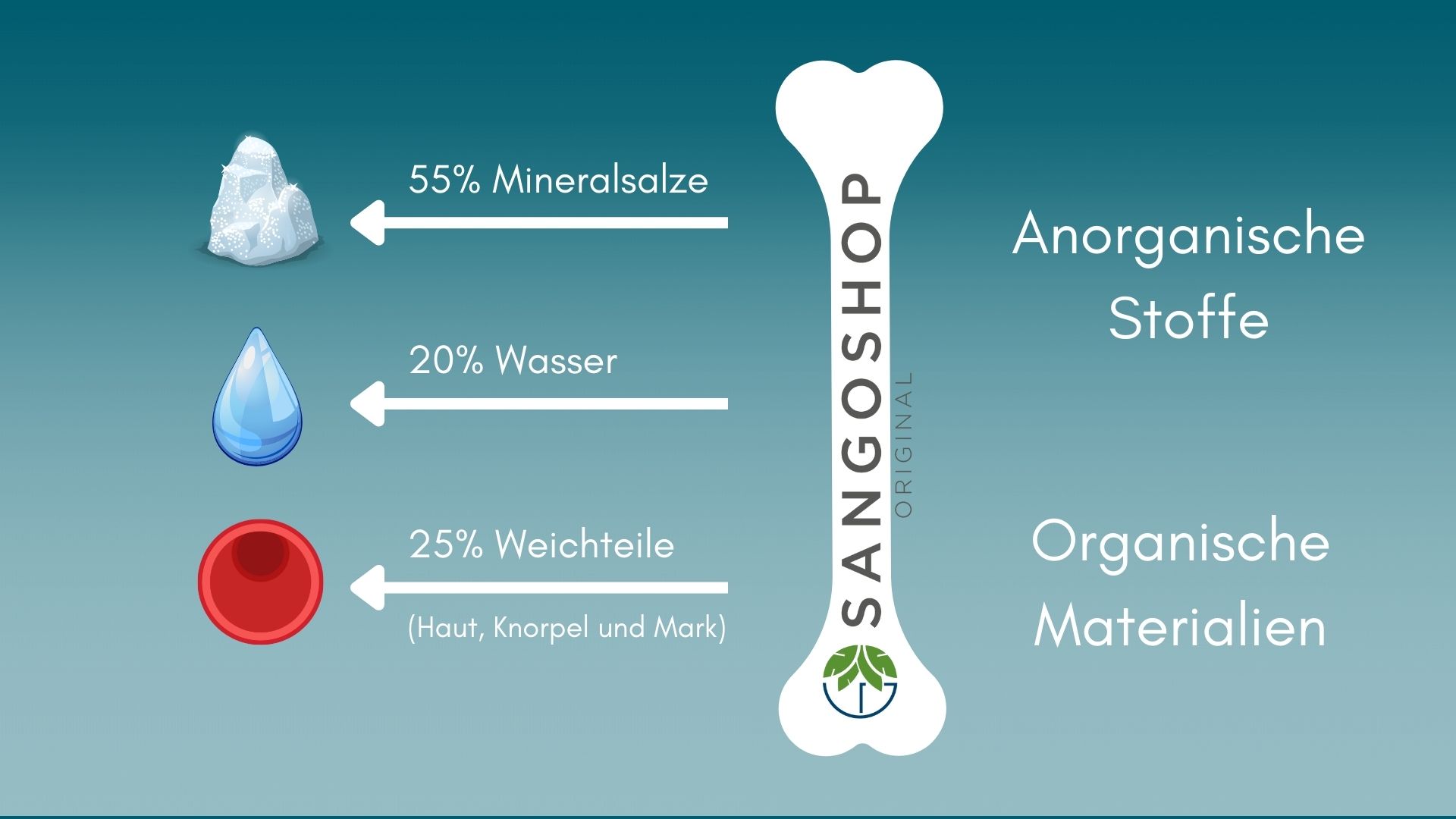 Knochen-Aufbau-Infografik-Sangoshop