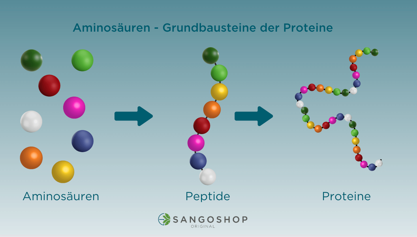 Aminosauren_-Grundbausteine-der-Proteine_sangoshop