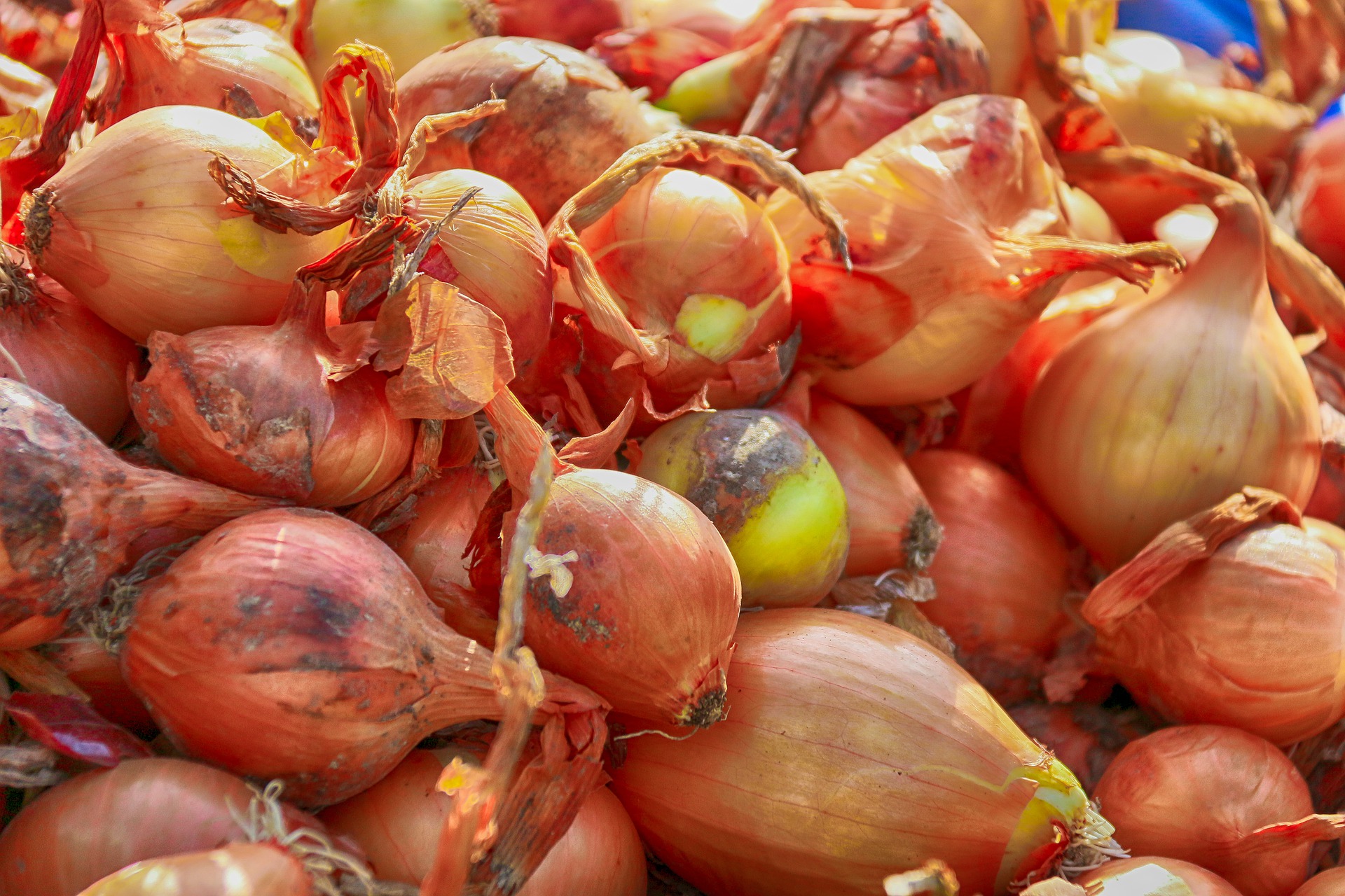 onions-4613371_1920