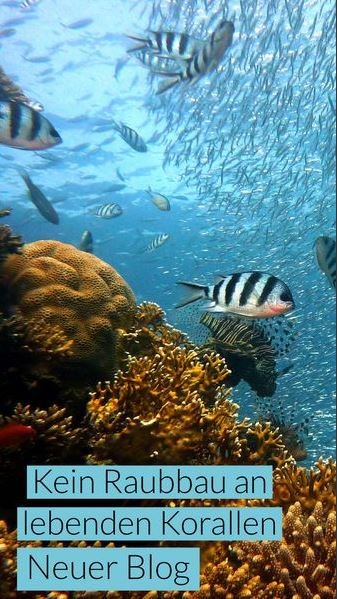 Sango-Koralle-kein-raubbau-an-lebenden-korallen-schutz-der-natur-min